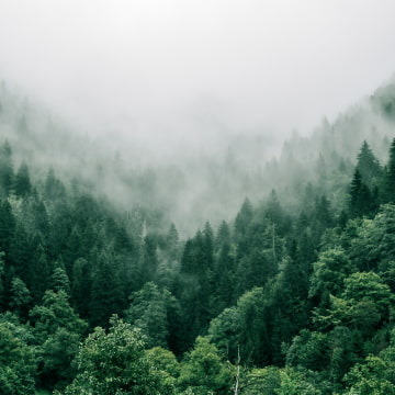 зелений ліс